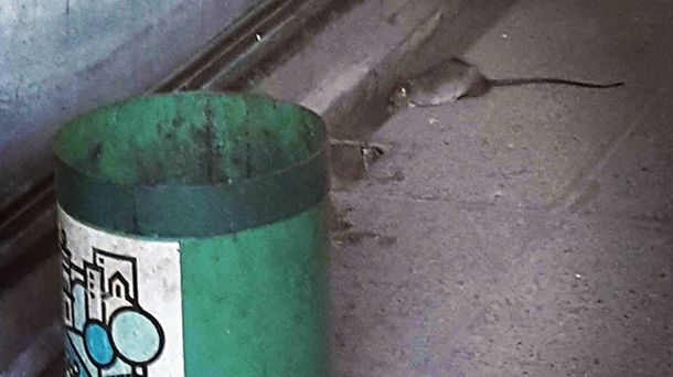 Denuncian una invasión de ratas y cucarachas en el Palacio Municipal de Córdoba