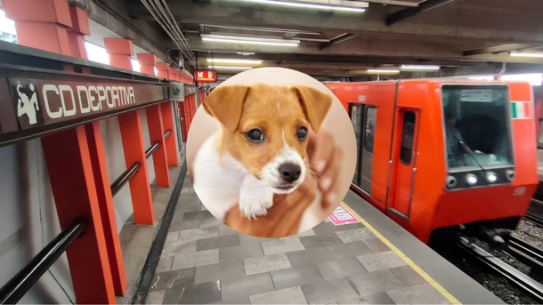 Metro CDMX y un revuelo en Línea 9 por un perro.