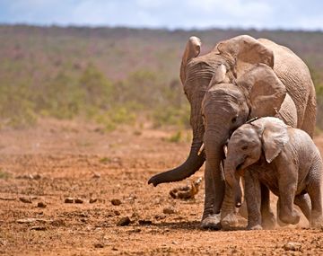 Batalla ganada: prohíben la captura de elefantes de África para ser exportados a zoos del mundo