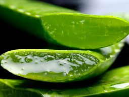 Aloe vera, la planta que es aliada de la piel