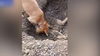 un perro entierra a su amigo que murio atropellado por un auto un perro entierra a su amigo que murio atropellado por un auto