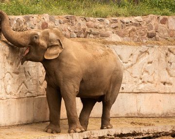 Derivación de las elefantas de Mendoza: Ambiente pide la intervención de la Justicia mendocina