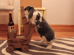 un hombre le enseno a su conejo a traerle cerveza: mira el video un hombre le enseno a su conejo a traerle cerveza: mira el video