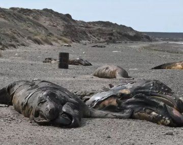 Ballenatos muertos en Puerto Madryn