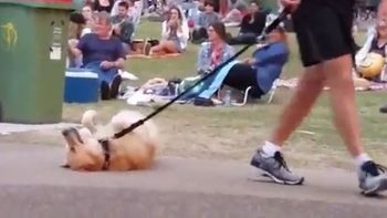 Un perro que no quería irse de la plaza se volvió viral Un perro que no quería irse de la plaza se volvió viral