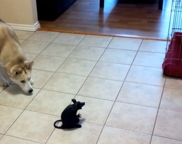 Pelea entre un perro y una rata de plástico