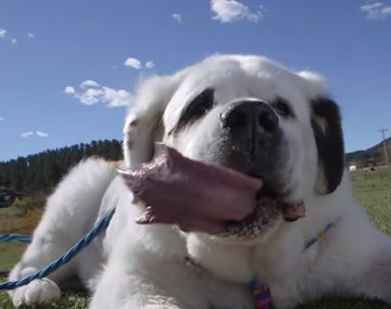 Mochi es el perro con la lengua más larga del mundo