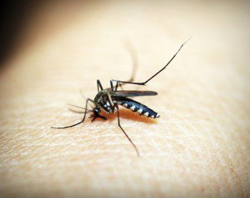 Peligro de Dengue: el truco para combatir a los mosquitos que no falla