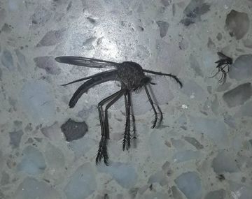 El extraño y gigante mosquito que es viral en Córdoba