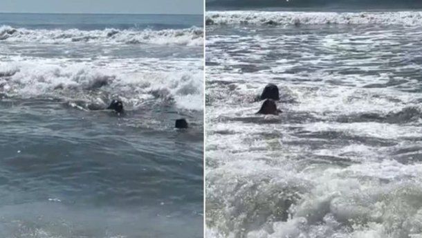 Mar del Plata: un lobo marino acechó a bañistas en la playa