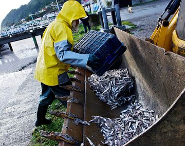 Retiran 1.200 toneladas de sardinas muertas