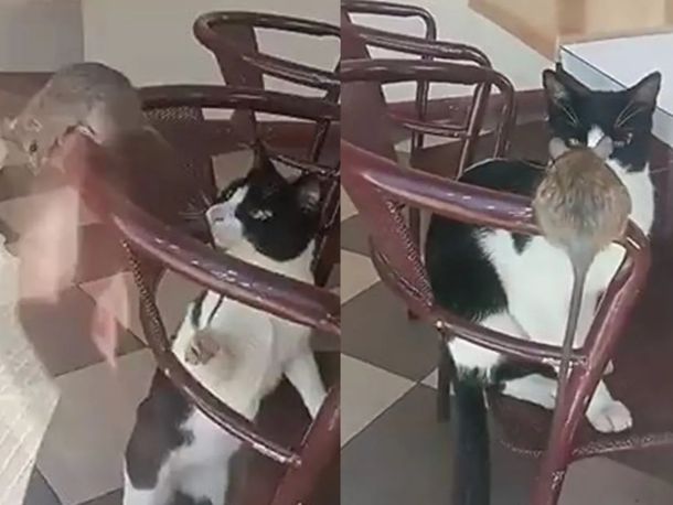 Corrientes: una rata apareció en una heladería y el dueño hizo un insólito descargo