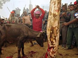 Prohíben la matanza de animales