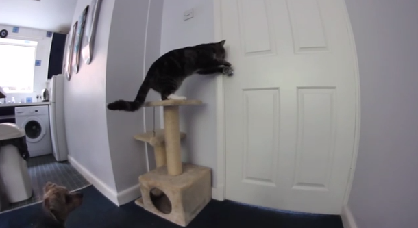 VIDEO: El gran escape de un perro y un gato de la cocina