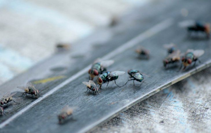 Con este tip viral, eliminar a las moscas ya no será una tarea compleja.&nbsp;