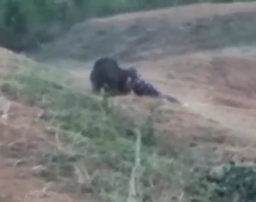 El hombre fue atacado por un oso con el que quiso sacarse una selfie