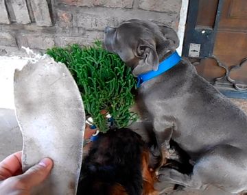 La historia detrás del perro con culpa