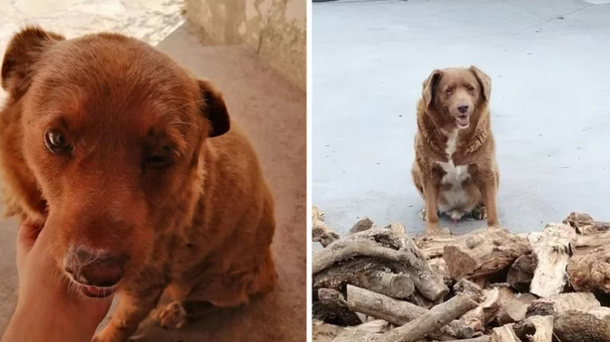 El perro más viejo del mundo: cumplió 31 años y rompió el récord Guinness