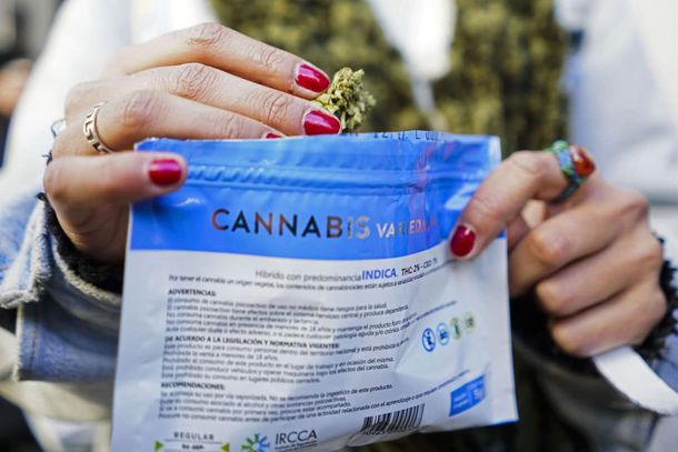 La industria uruguaya de cannabis atraviesa una crisis.&nbsp;