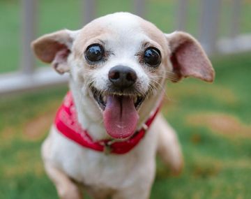 Lo mordió un perro chihuahua y lo asistió un famoso que lo descolocó por un comentario