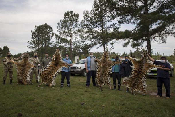 Entre R&iacute;os: encontraron alfombras de tigre y leopardo tras la denuncia de faltante de animales en un zool&oacute;gico