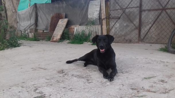 Un perro halló un feto muerto en una plaza y se lo llevó a su dueño