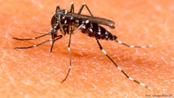 piden a turistas que tomen precauciones contra el dengue piden a turistas que tomen precauciones contra el dengue