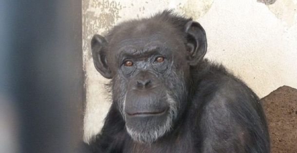 La chimpancé Cecilia está en el Zoológico de Mendoza y será trasladada a un santuario en Brasil - Crédito: www.publico.es