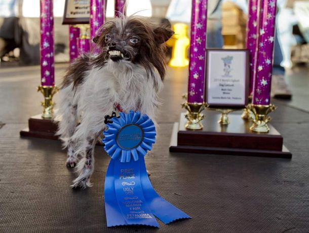 Eligen al perro más feo del mundo en un concurso anual de anti-belleza canina