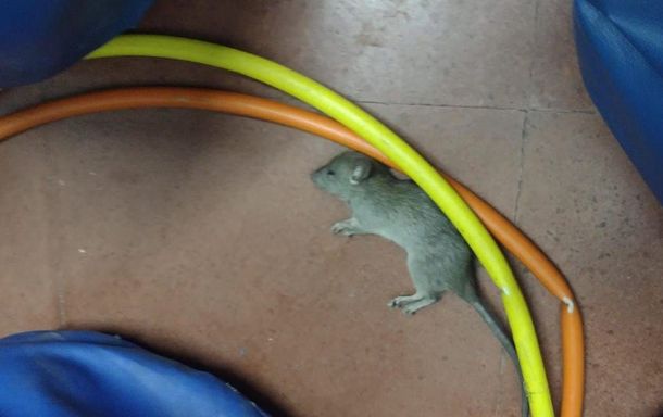 Se lanzó el Mapa de la Rata para localizar las escuelas invadidas por roedores