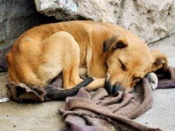 Comprar menos y adoptar más: el eslogan para el Día del Perro Sin Raza
