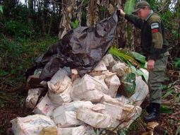 Marihuanamisiones_telam