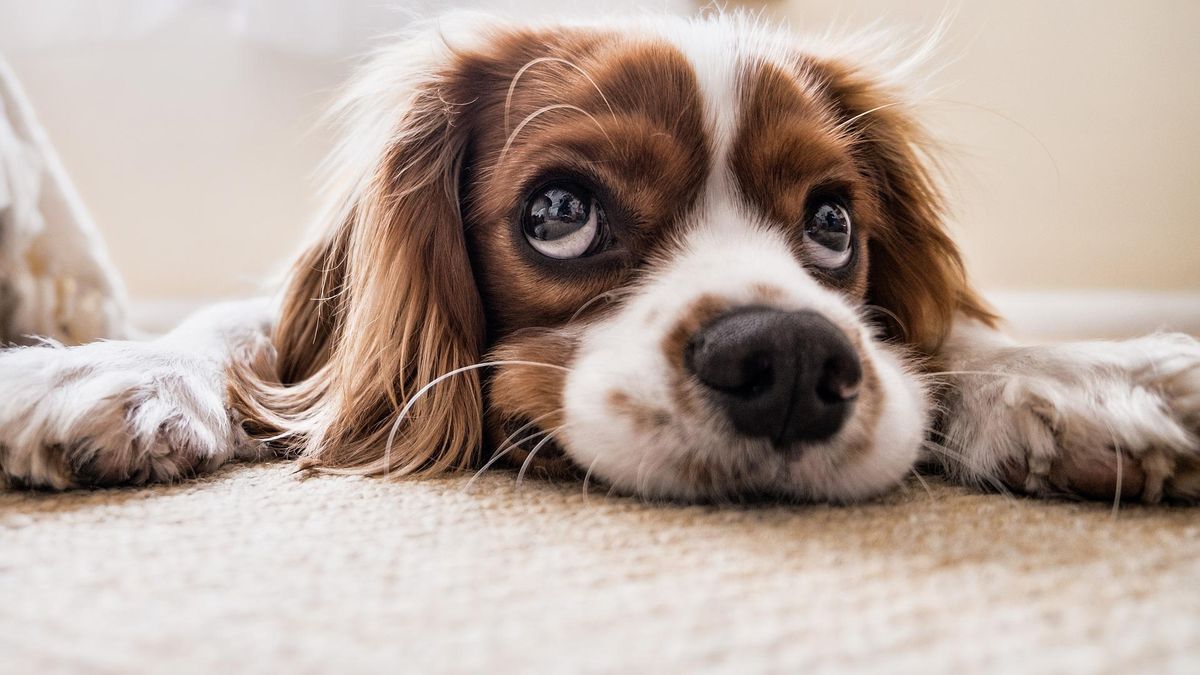 Si quieres conocer el significado de la palabra “felicidad”, adopta un  perro