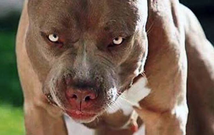 Alarma en Córdoba por otro ataque de un pitbull: un bebé de 9 meses quedó internado
