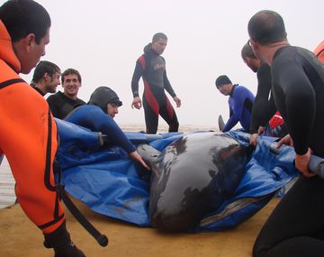 Así fue el operativo para rescatar a una falsa orca varada en Las Toninas