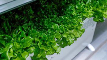 La lechuga tuvo un aumento de precio debido a las condiciones climáticas. La lechuga tuvo un aumento de precio debido a las condiciones climáticas.