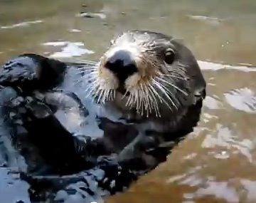 El extraño caso de la nutria que le habla a su cuidadora