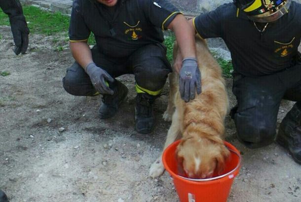 Un perro logró sobrevivir nueve días bajo los escombros de una casa en Italia