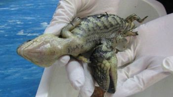 descubren un lagarto de dos cabezas en un jardin de australia descubren un lagarto de dos cabezas en un jardin de australia