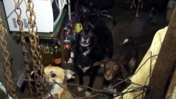 !que crueldad! tenian 35 perros encerrados en un departamento de dos ambientes !que crueldad! tenian 35 perros encerrados en un departamento de dos ambientes