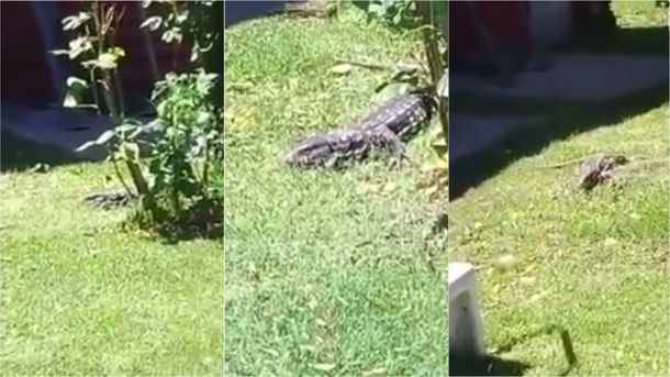 Se les metió un lagarto en el jardín de la casa