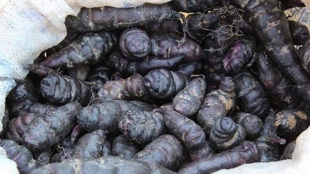 La mashua negra no solo se destaca por prevenir el cáncer, sino que también por mejorar la salud mental. La mashua negra no solo se destaca por prevenir el cáncer, sino que también por mejorar la salud mental.