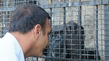 La historia de Cecilia, la chimpancé que conmovió al mundo. La historia de Cecilia, la chimpancé que conmovió al mundo.