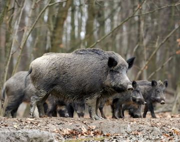 Autorizan cazar jabalines en Carmen de Patagones