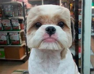 Crece la moda de darle a los perros un look cuadrado
