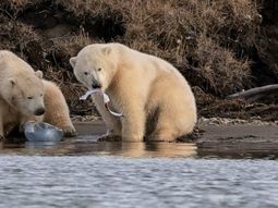 Tristeza por las imágenes de dos osos polares comiendo plástico por el hambre