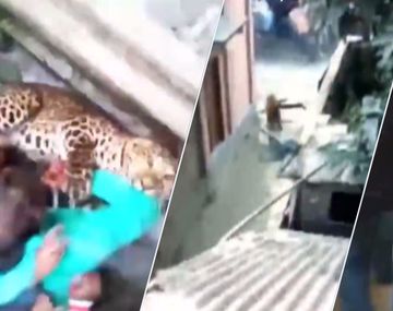 Terror en India por leopardo en área residencial