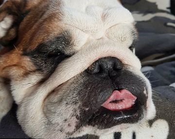 Bullet se hizo popular por su sonrisa inigualable