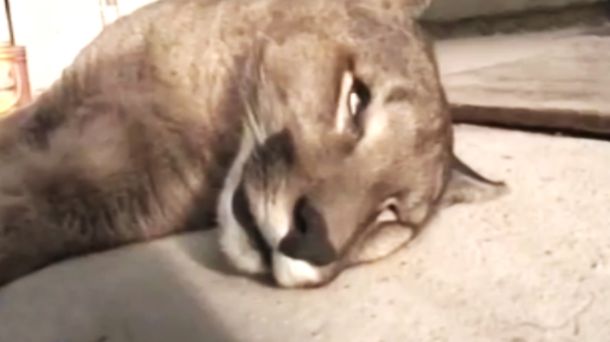 Encontró un puma muerto en su patio