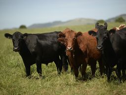 Uruguay logró reducir un 6% de total de emisiones con el programa Ganadería y Clima. Uruguay logró reducir un 6% de total de emisiones con el programa Ganadería y Clima.